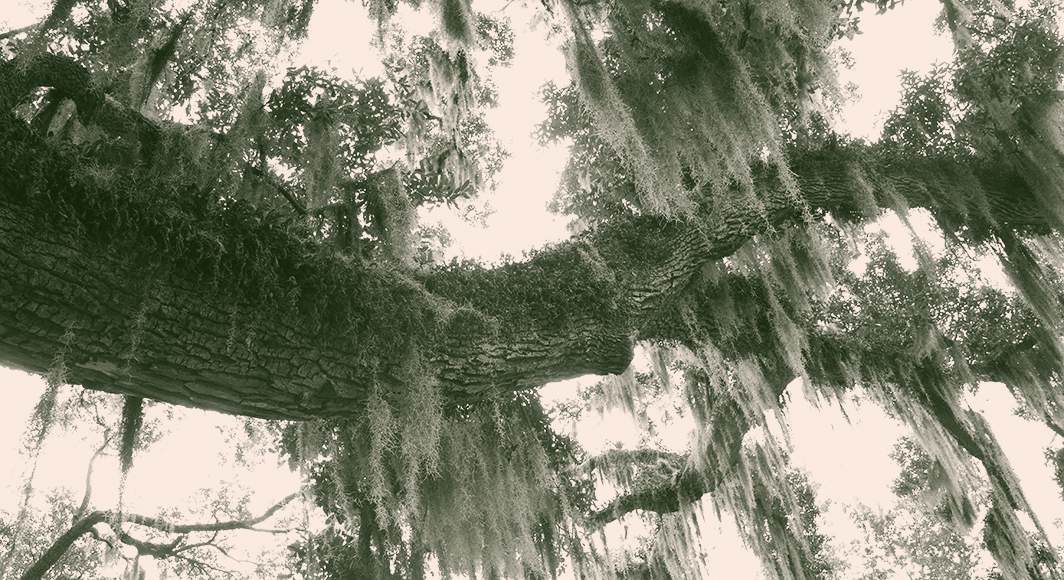 Colorized image of a detail from a live oak tree focusing on moss hanging from a large branch