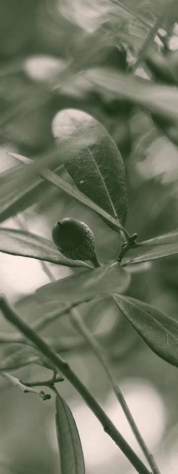 Colorized image of a detail from a live oak tree focusing on a an acorn
