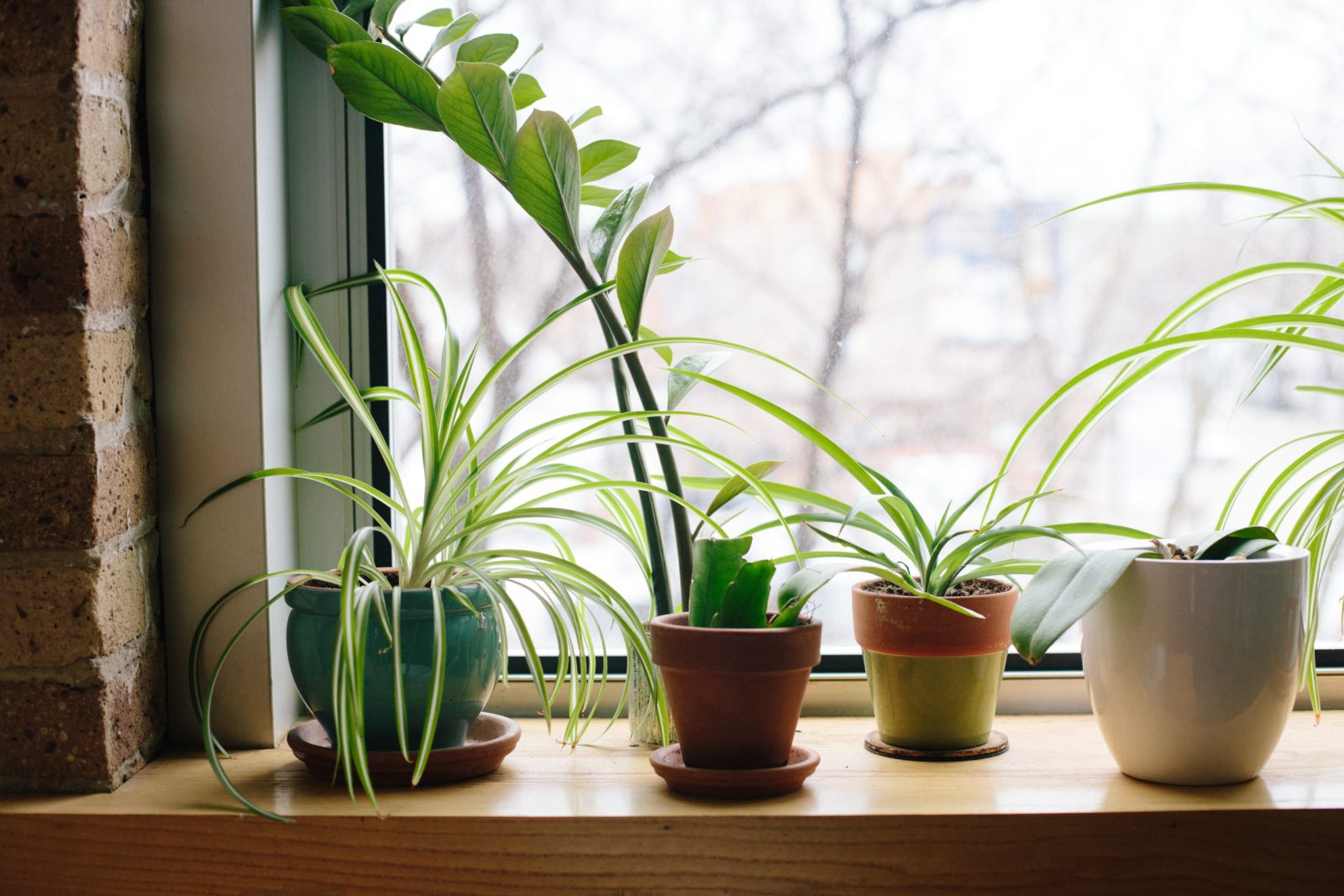 plants on windowsill in Live Oak office