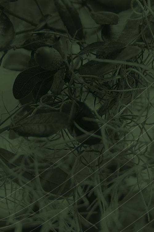Detail of a Live Oak tree used as a placeholder image