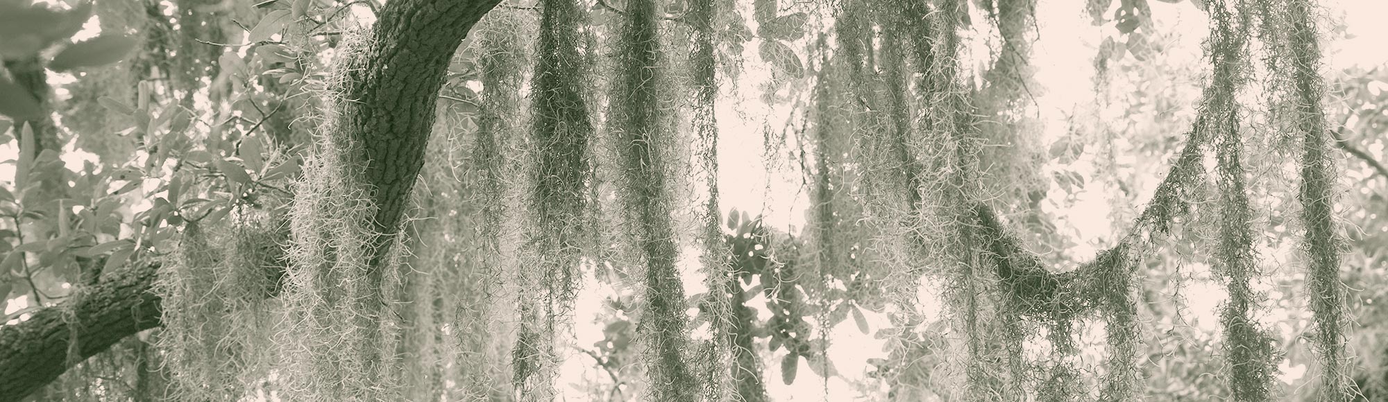 Colorized image of moss hanging from a live oak tree branch