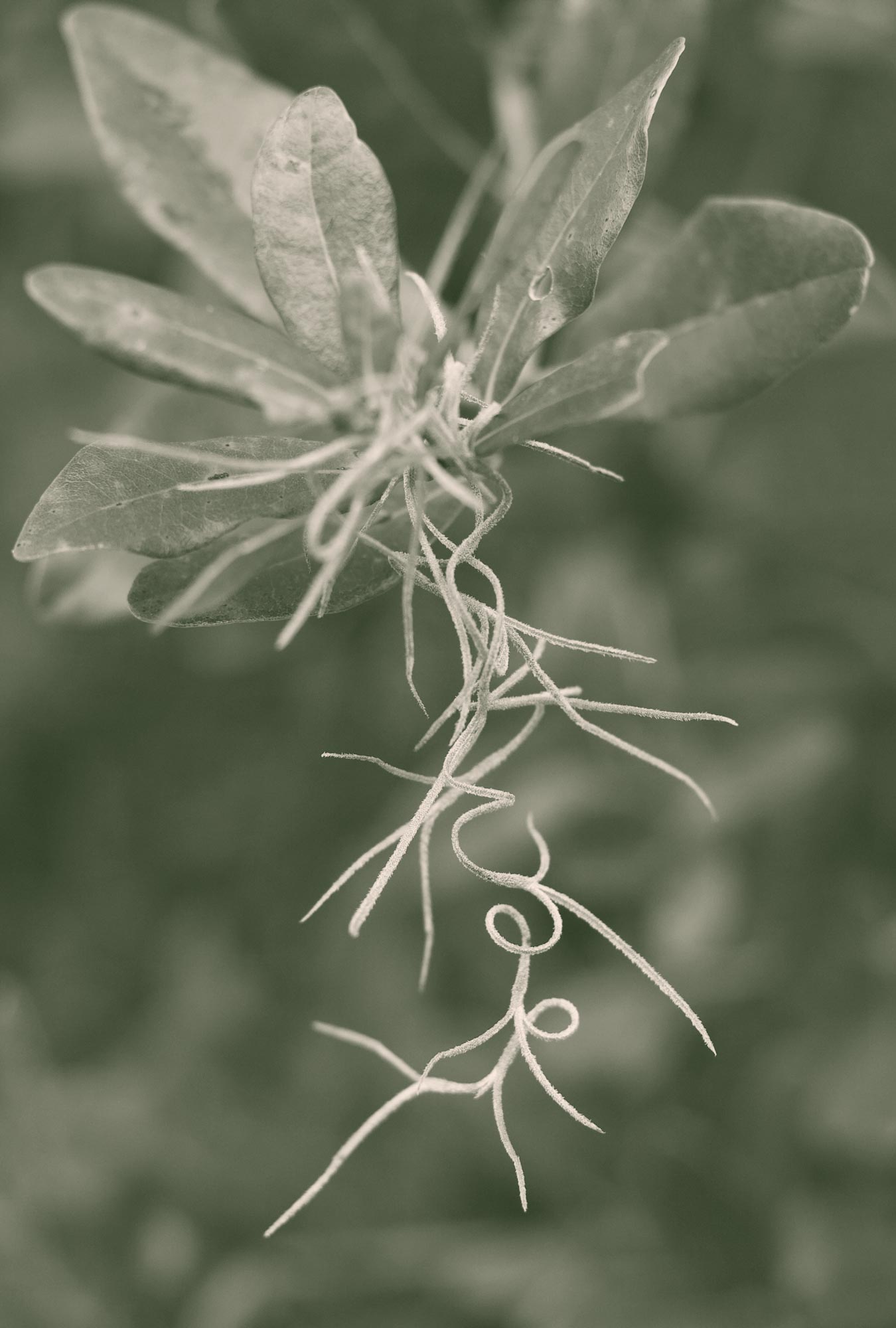 Colorized image of moss hanging from a live oak tree