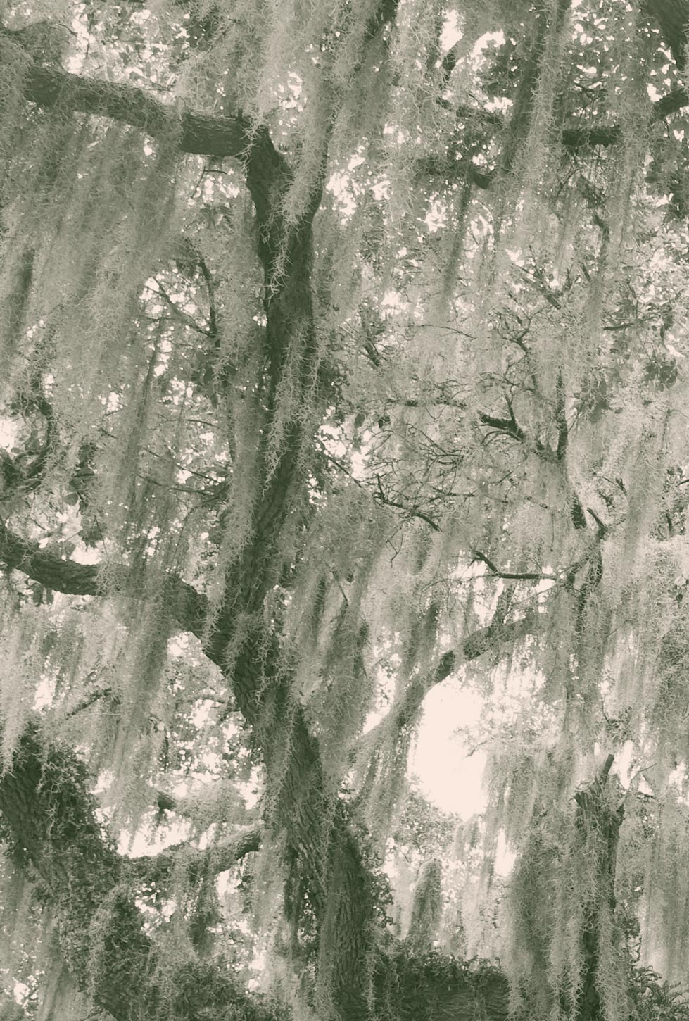 Colorized image of a crop of a large live oak tree