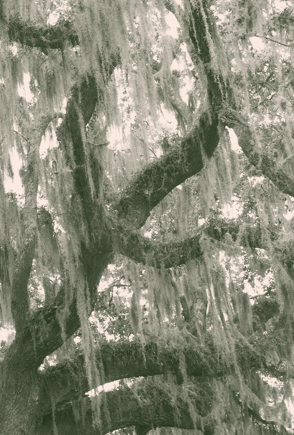 Colorized image of a crop of a large live oak tree