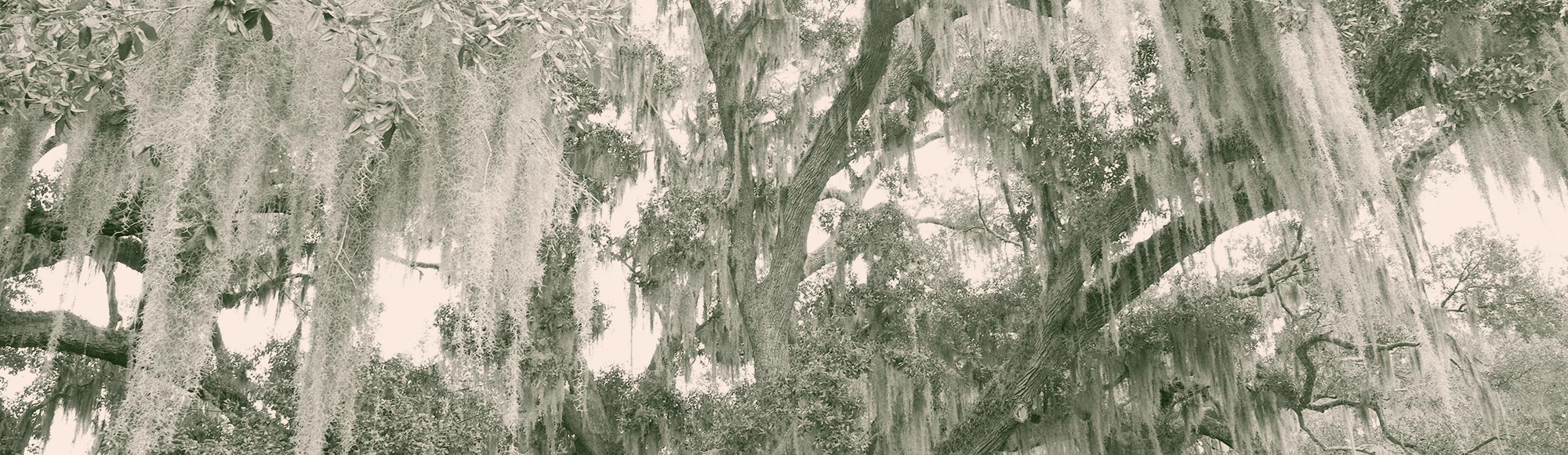 Colorized image of a live oak tree with moss hanging from its branches
