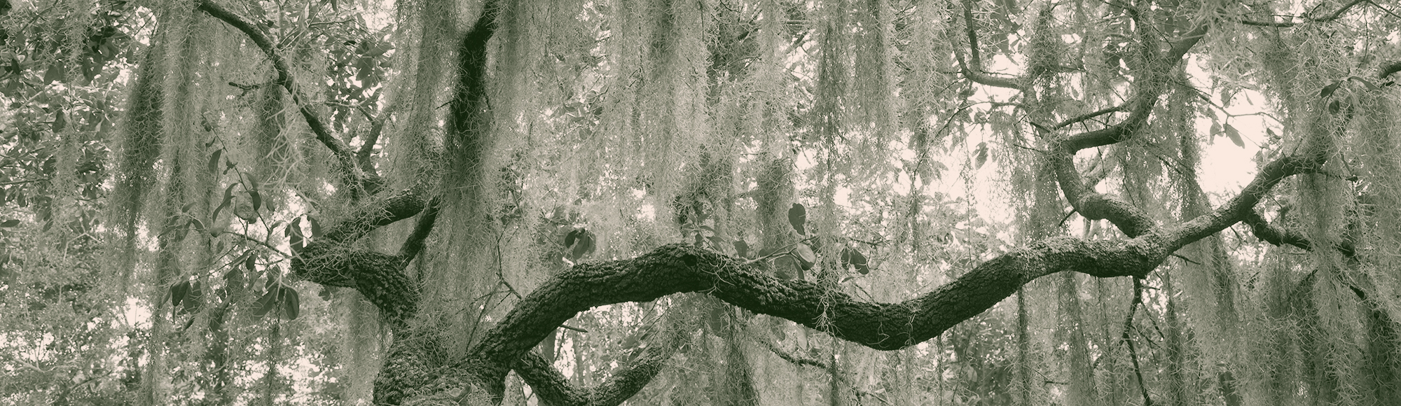 Colorized image of a live oak tree with moss hanging from its branches
