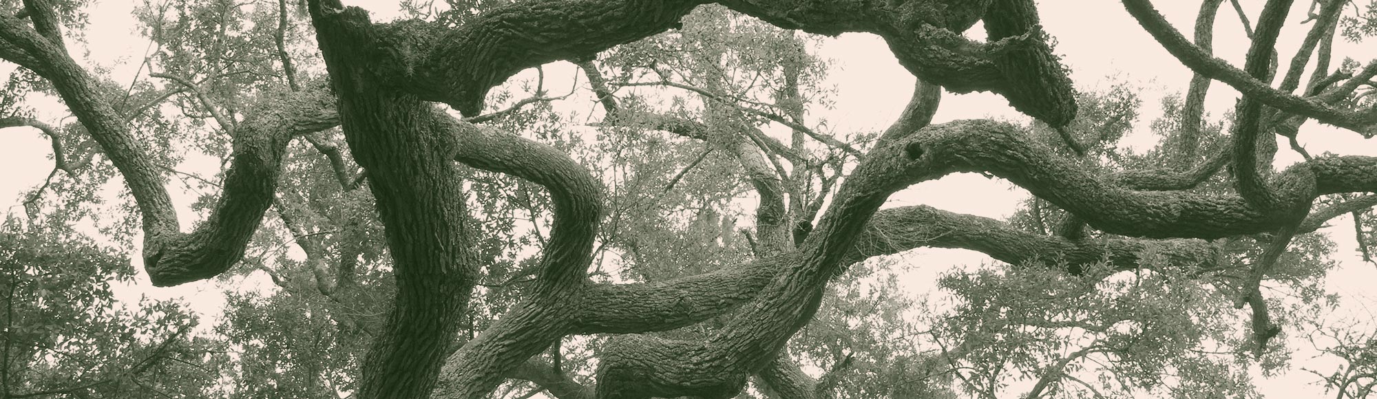 Colorized image of a live oak tree