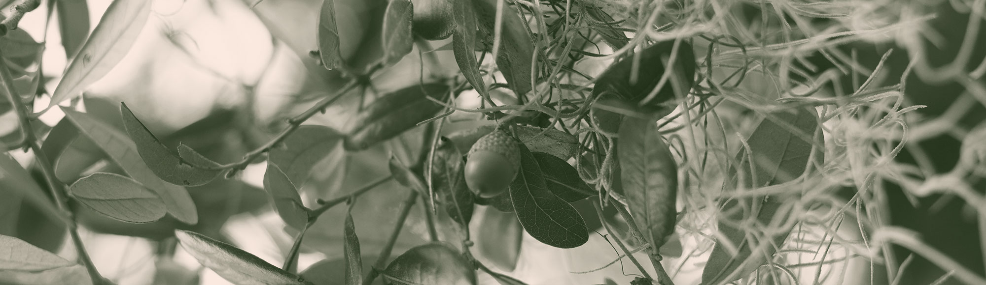 Colorized image of a detail from a live oak tree focusing on acorns and moss