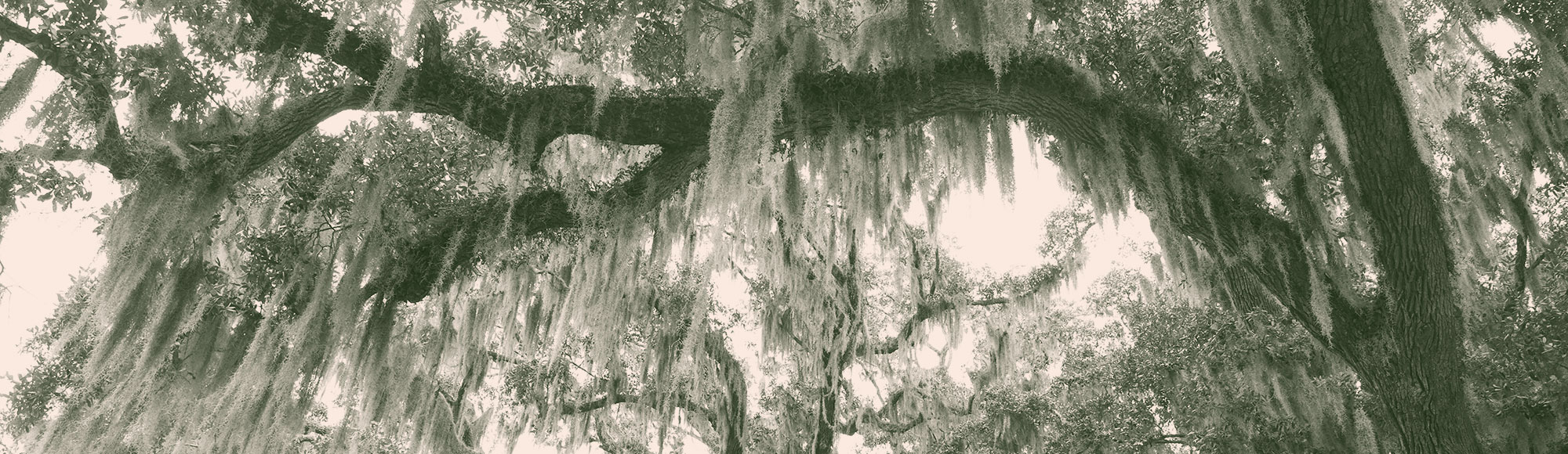 Colorized image of a live oak tree with moss hanging from its branches
