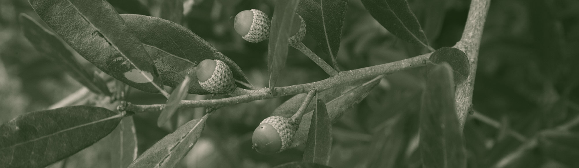 Colorized image of a detail from a live oak tree focusing on a bunch of acorns